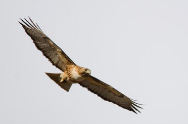 Red-tailed hawk flying clipart