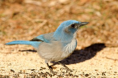 Western Scrub-Jay (Aphelocoma californica)