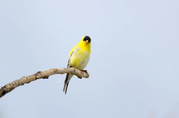 Goldfinch americano — Fotografia de Stock