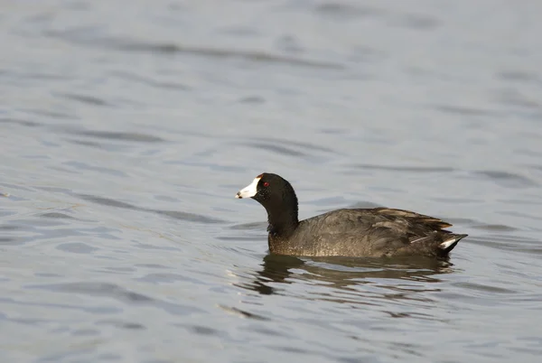 アメリカの coot — ストック写真