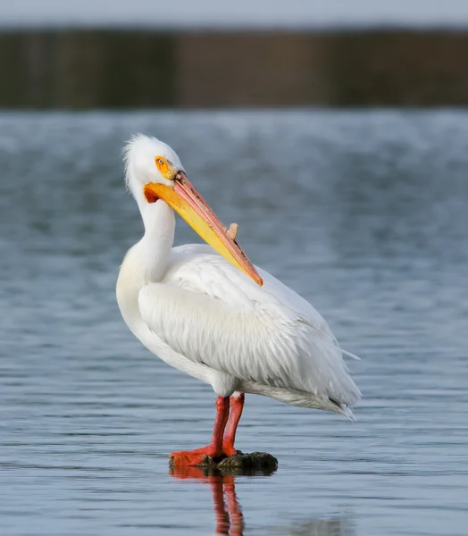 Pelicano branco americano — Fotografia de Stock
