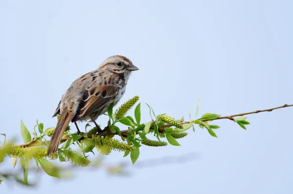 Song sparrow op tak — Stockfoto