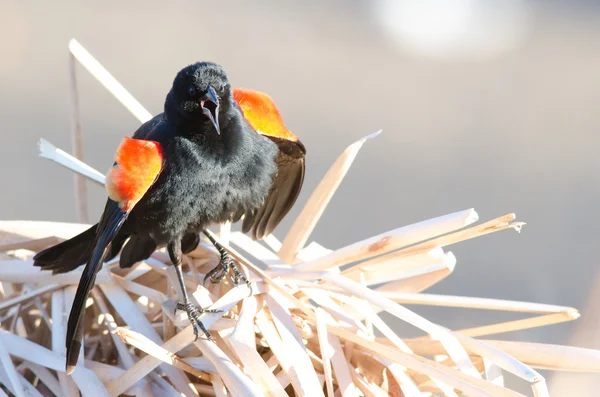 Red - winged blackbird — Stockfoto