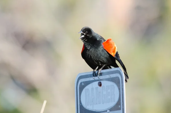 Amsel auf Schild — Stockfoto