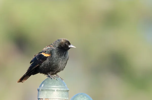 未熟な赤翼の黒鳥 — ストック写真