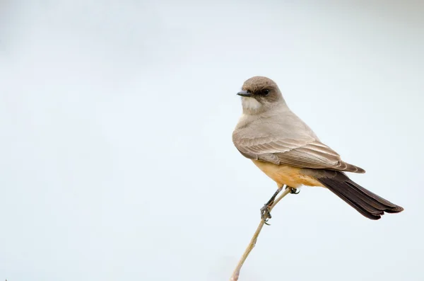 Parla Phoebe. — Foto Stock