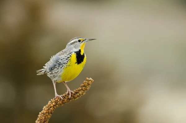 Westerse meadowlark vooraanzicht — Stockfoto