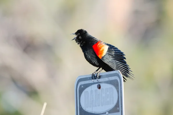Peligro Blackbird — Foto de Stock