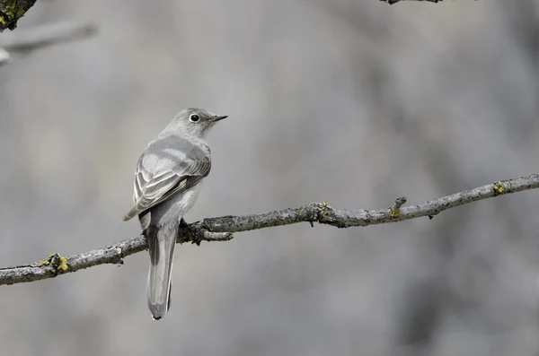 Townsend's Solitaire — Stock Photo, Image