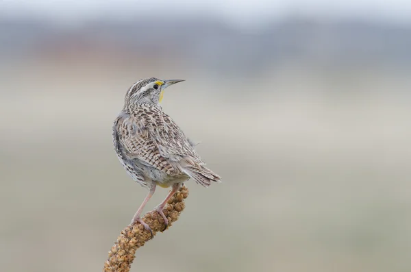 Västra meadowlark tillbaka Visa — Stockfoto