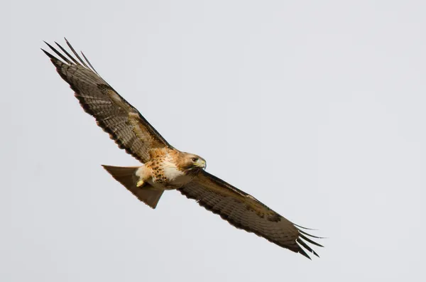 Red-tailed hawk flying — Stock Photo, Image