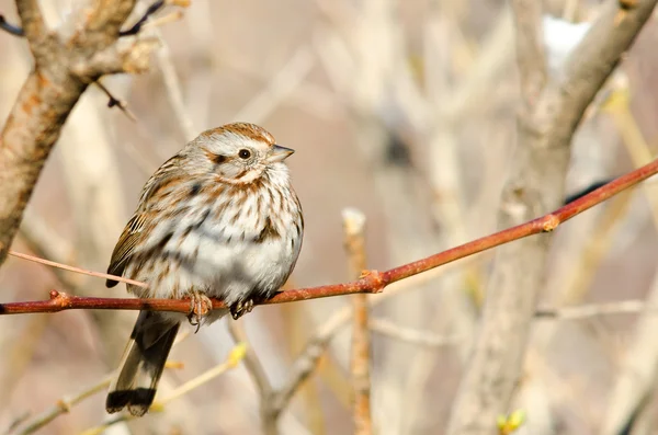 Song Sparrow — Stockfoto