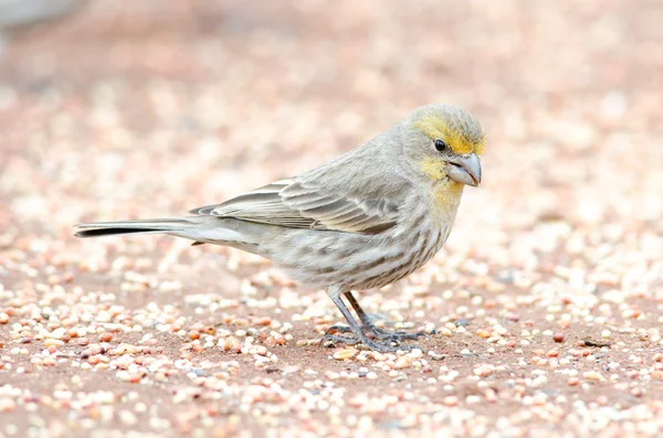 House finch (Yellow variant) — Stock Photo, Image