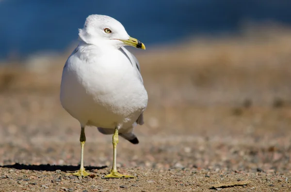 Ring-billed gull — Stock Photo, Image