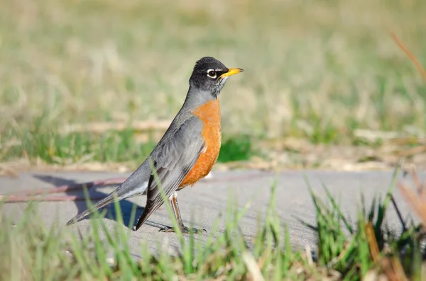 American Robin at the park — Stock Photo, Image