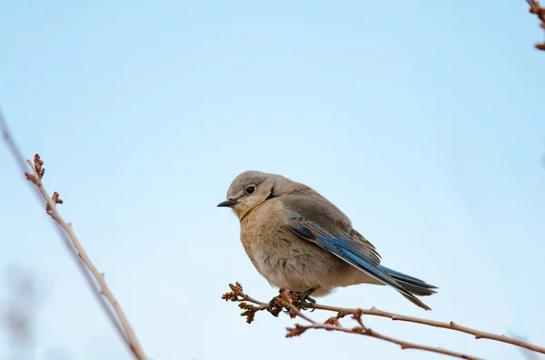 Kvinnliga berg bluebird — Stockfoto