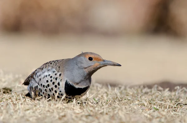 Northern Flicker - Femmina adulta con albero rosso — Foto Stock