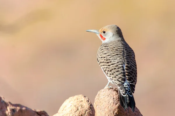 Flicker do Norte (Colaptes auratus ) — Fotografia de Stock