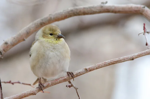 American Goldfinch (Spinus tristis) — Stock Photo, Image