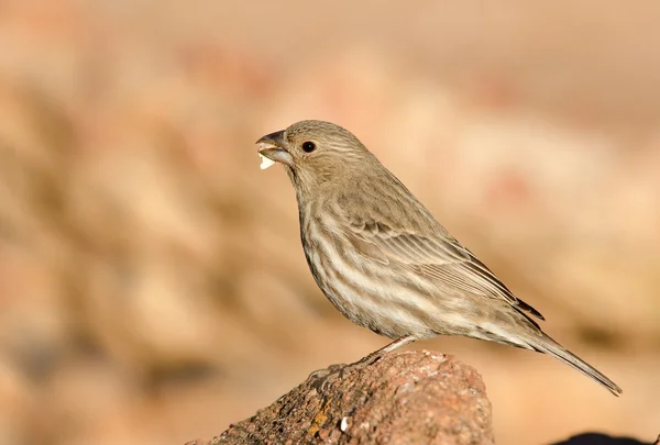 Femmina Casa Finch — Foto Stock