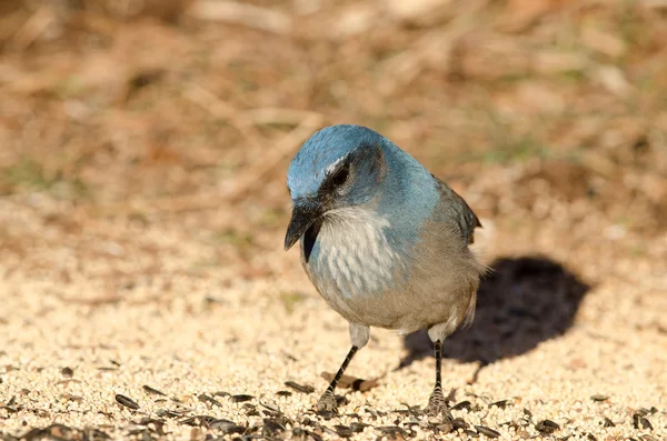 Westlicher Buschhäher (aphelocoma californica)) — Stockfoto