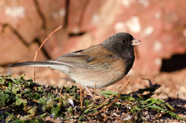 Junco dagli occhi scuri 'Oregon' — Foto Stock