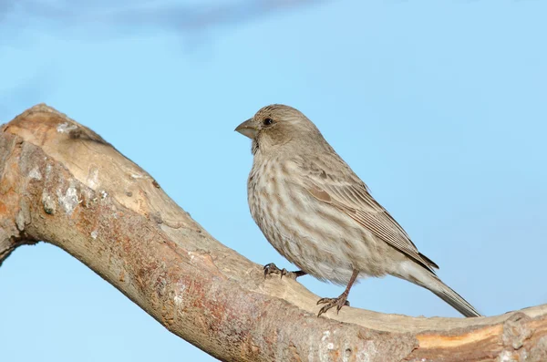 Huis finch — Stockfoto