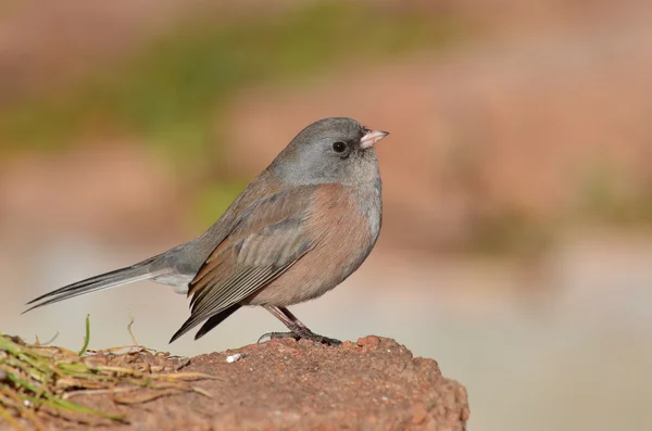 Dunkeläugiges Junco-Porträt — Stockfoto