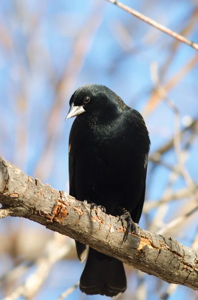 Red - winged blackbird poseren — Stockfoto