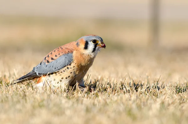 Kestral americano (Falco sparverious ) — Fotografia de Stock