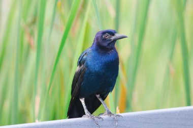 tekne kuyruklu grackle 