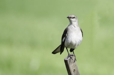 Northern Mockingbird on fence clipart