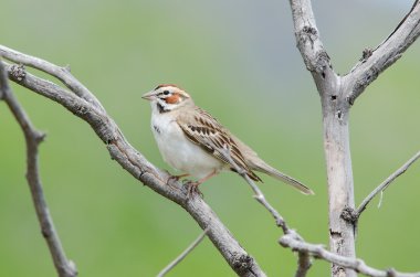 Lark Sparrow on branch clipart