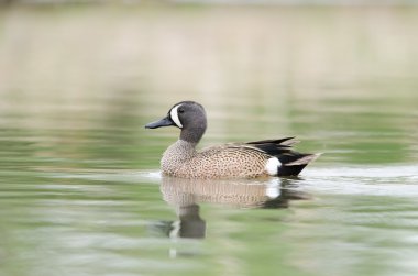 Mavi kanatlı deniz mavisi