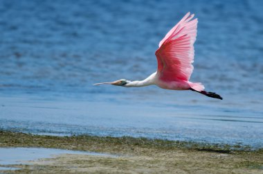 pembe kaşıkçı uçuş