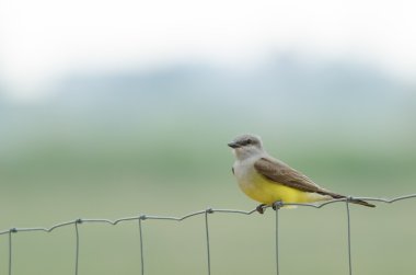 Batı kingbird tıraşlama
