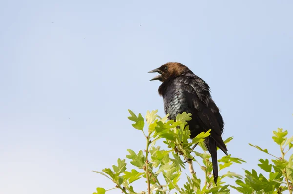 Brązowy headed cowbird — Zdjęcie stockowe