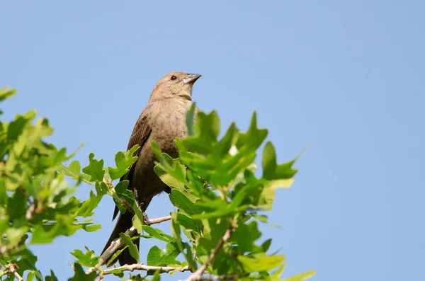 Cowbird fêmea de cabeça castanha — Fotografia de Stock