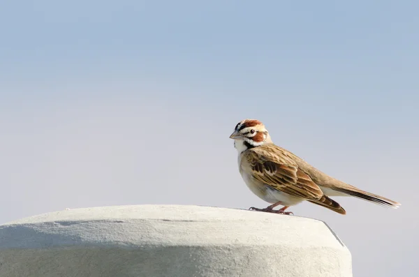 Lark Sparrow (Chondestes grammacus) — Stock Photo, Image