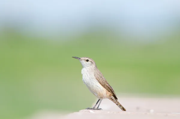 Zaunkönig — Stockfoto