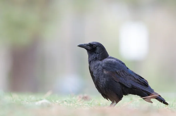 Beneden laag met kraai — Stockfoto