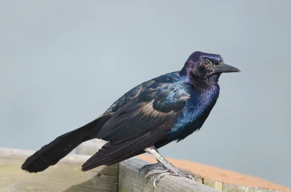 Boot-tailed Grackle gras — Stockfoto