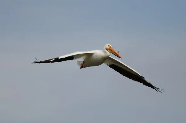 Branco Pelicano Voando — Fotografia de Stock
