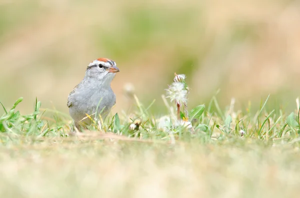 草の上チャガシラヒメドリ — ストック写真