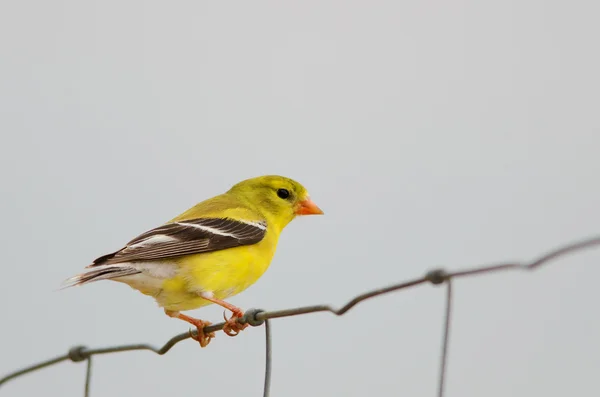 Vrouwelijke Amerikaanse distelvink — Stockfoto