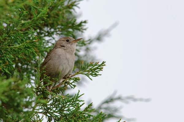 Hus wren — Stockfoto