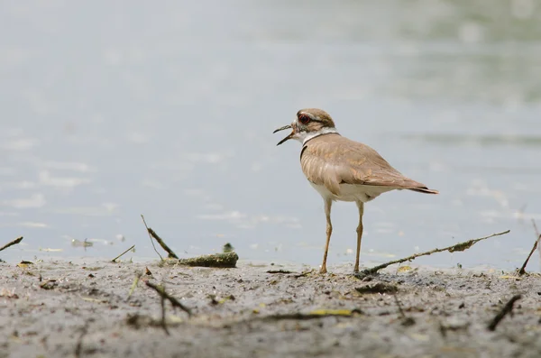 ビーチで killdeer — ストック写真