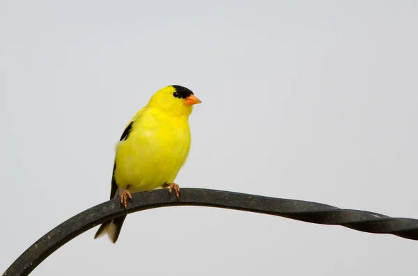 Mannelijke Amerikaanse distelvink zitstokken — Stockfoto