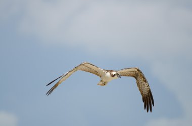 Osprey uçuş