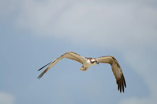 Osprey em voo — Fotografia de Stock